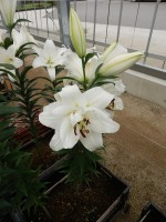 [4617 VZ W08 3182-04 White Eyes No01.JPG]